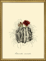 Echinocactus Uncinatus