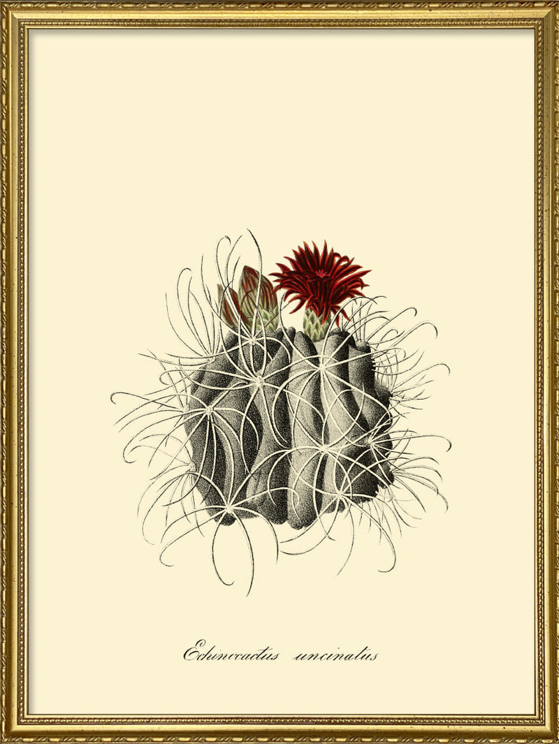 Echinocactus Uncinatus