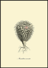 Mammillaria Uncinata