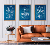 Geranium Anemonefolium