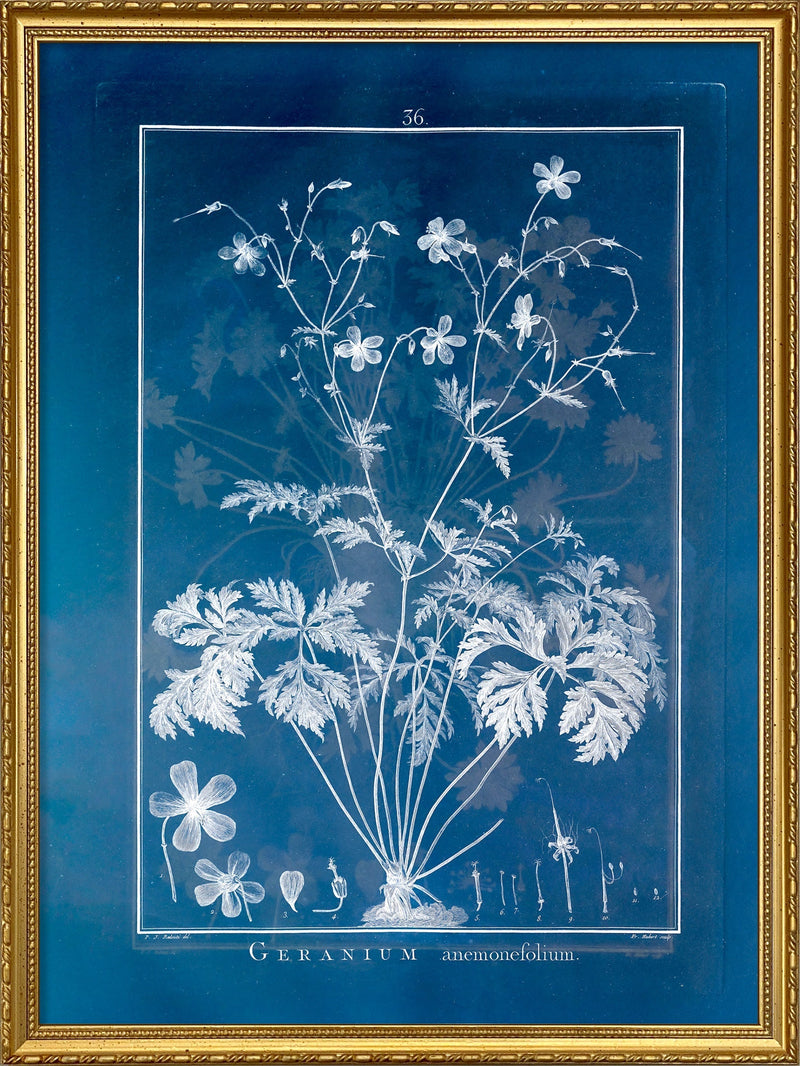 Geranium Anemonefolium