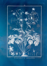 Geranium Anemonefolium