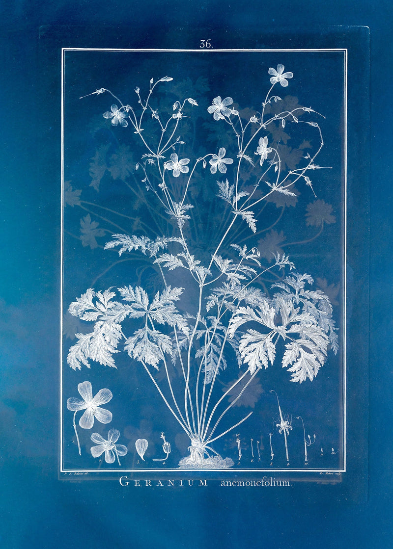 Geranium Anemonefolium