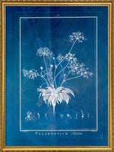 Pelargonium Ciliatum