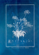 Pelargonium Ciliatum