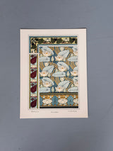 Water Lily - Nenuphar - Die See Rose - outlet