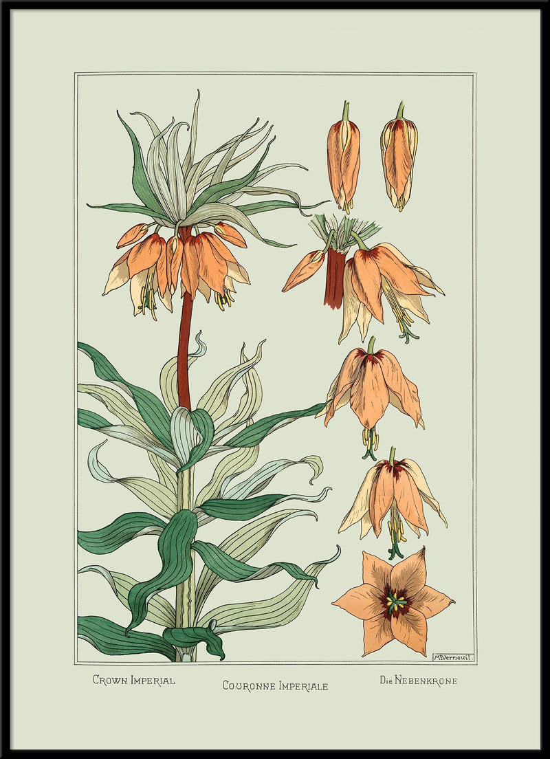 Crown Imperial II. - Couronne Impériale II. - Die Nebenkrone II.