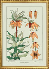 Crown Imperial II. - Couronne Impériale II. - Die Nebenkrone II.