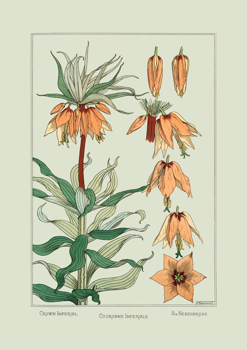 Crown Imperial II. - Couronne Impériale II. - Die Nebenkrone II.