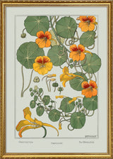 Nasturtium - Capucine - Die Maiblume