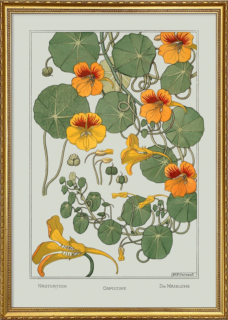 Nasturtium - Capucine - Die Maiblume