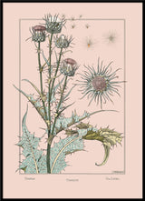 Thistle - Chardon - Die Distel