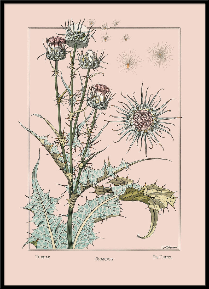 Thistle - Chardon - Die Distel