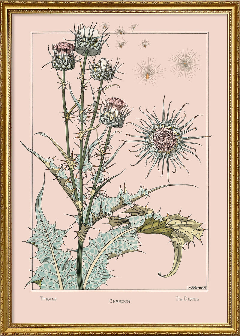 Thistle - Chardon - Die Distel