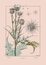 Thistle - Chardon - Die Distel - Outlet