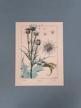 Thistle - Chardon - Die Distel - Outlet