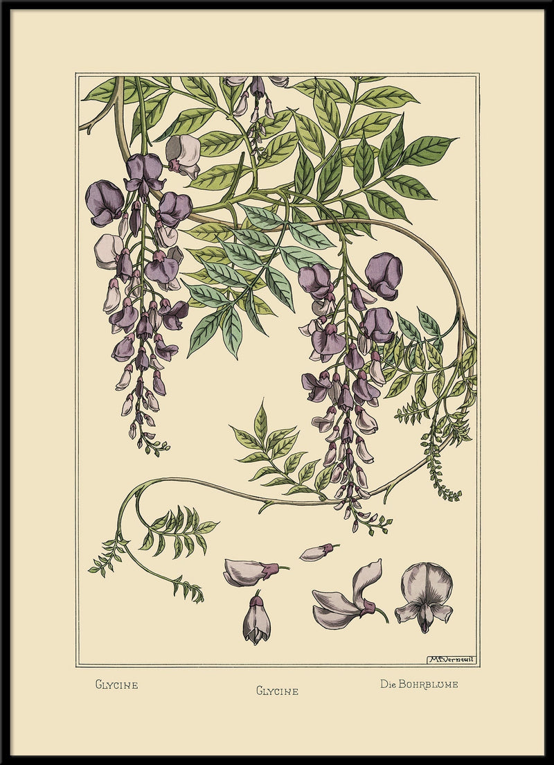 Glycine - Glycine - Die Bohrblume