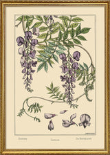 Glycine - Glycine - Die Bohrblume