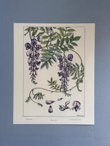 Glycine - Glycine - Die Bohrblume - Outlet