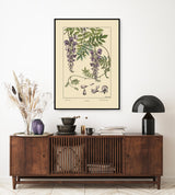 Glycine - Glycine - Die Bohrblume - Outlet