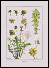 Dandelion - Pissenlit - Der Löwenzahn