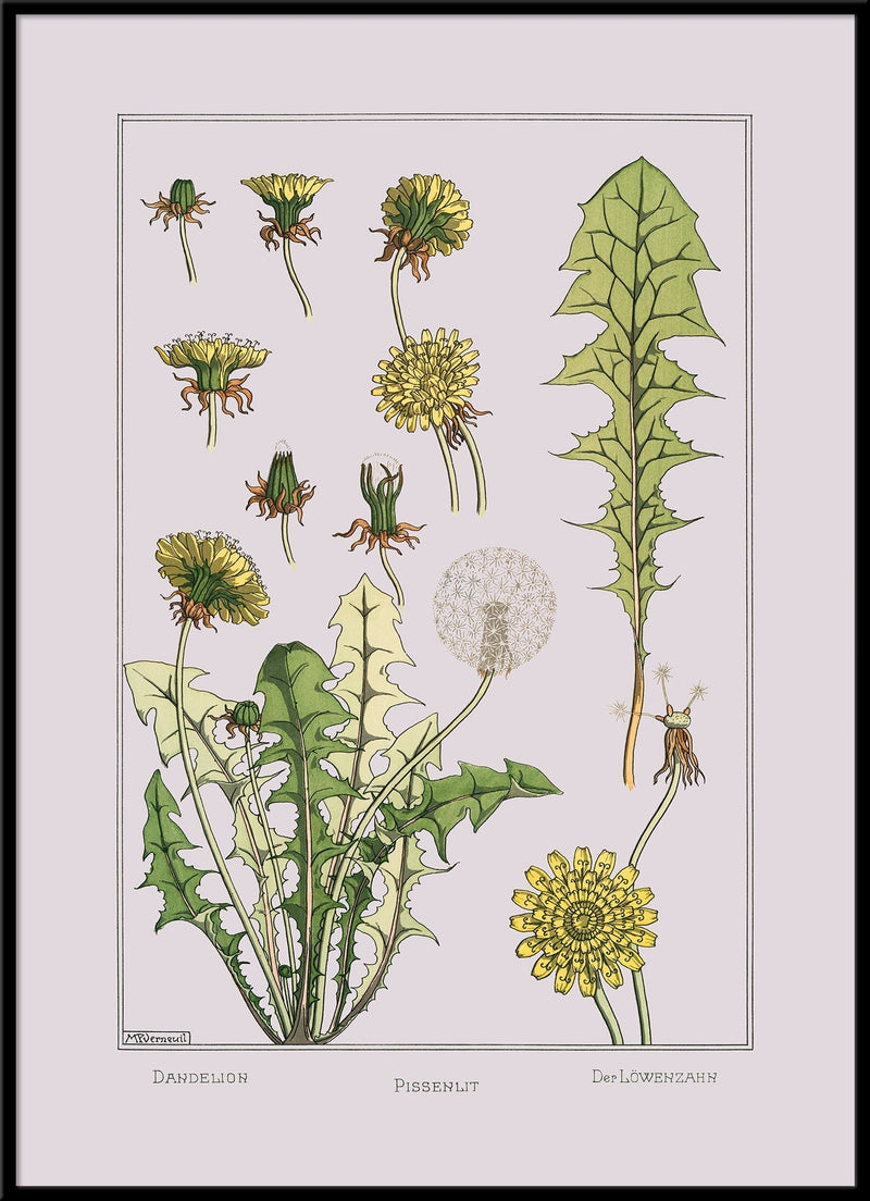 Dandelion - Pissenlit - Der Löwenzahn