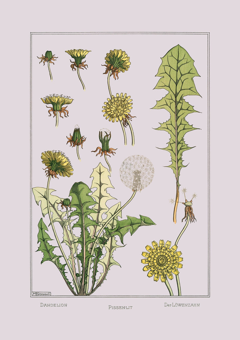 Dandelion - Pissenlit - Der Löwenzahn