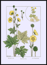 Butter Cup - Bouton d'Or - Die Goldblume