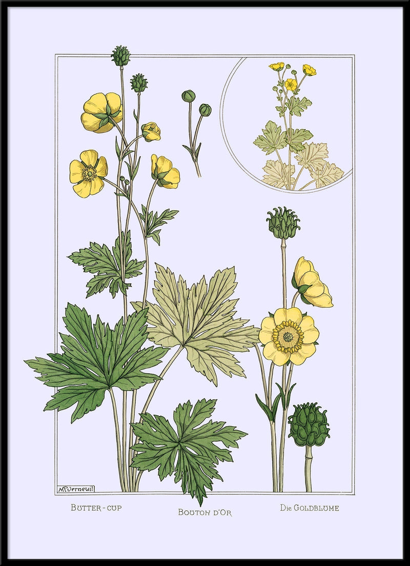 Butter Cup - Bouton d'Or - Die Goldblume