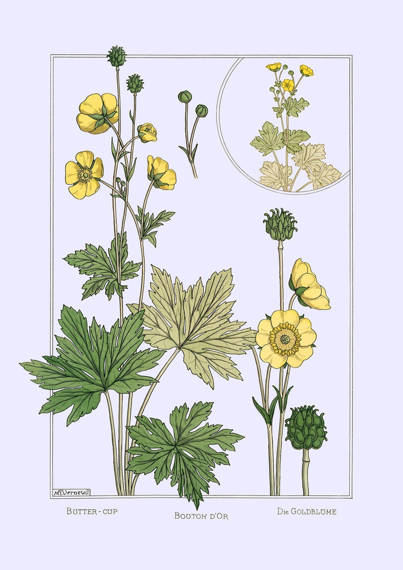 Butter Cup - Bouton d'Or - Die Goldblume