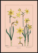 Jonquil - Jonquille - Die Jonquille