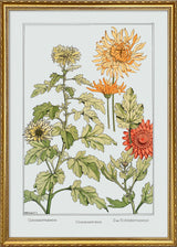 Chrysanthemum - Chrysanthème - Das Chrysanthemum