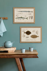 Rödspette og Tungevarre