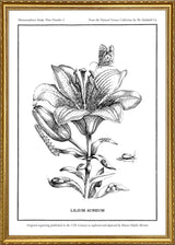 Merian Plate No.1 Lilium Aureum