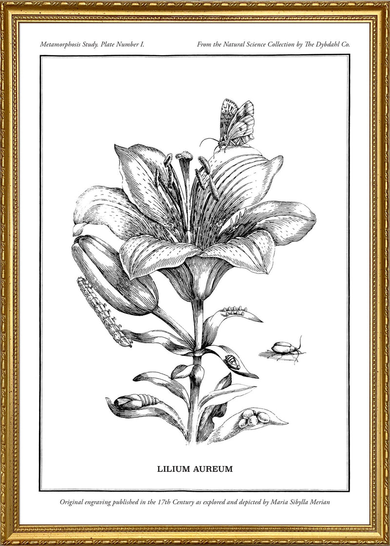 Merian Plate No.1 Lilium Aureum