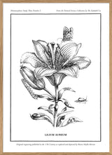 Merian Plate No.1 Lilium Aureum