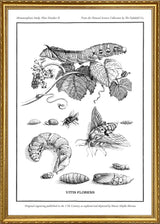 Merian Plate No.2 Vitis Florens