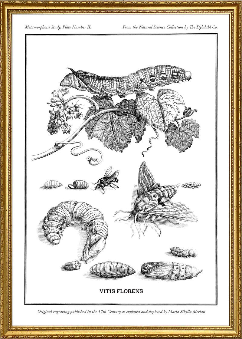 Merian Plate No.2 Vitis Florens