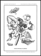 Merian Plate No.3 Pyrus Prasina Florens