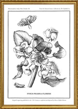 Merian Plate No.3 Pyrus Prasina Florens