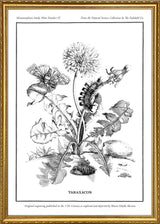 Merian Plate No.4 Taraxacon