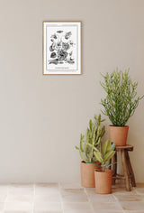 Merian Plate No.5 Cyclamen Flore Purpurea