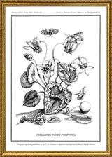 Merian Plate No.5 Cyclamen Flore Purpurea