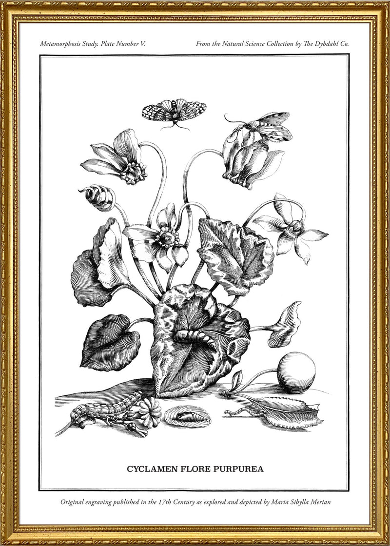Merian Plate No.5 Cyclamen Flore Purpurea