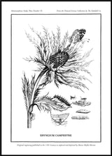 Merian Plate No.6 Eryngium Campestre