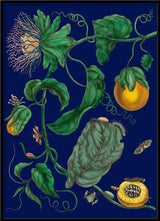 Passion Fruit Flowers