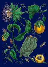 Passion Fruit Flowers