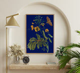 Peacock Flower and Moth