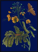 Peacock Flower and Moth