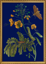 Peacock Flower and Moth